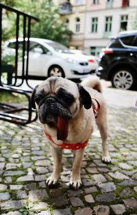 Portrait of dog standing on street