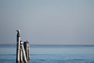 View of bird on wooden post in sea against sky