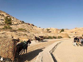 People riding horse