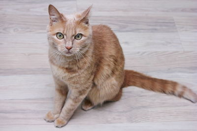 A red cat sitting on the floor and looking intently straight into the camera. pets and allergies.