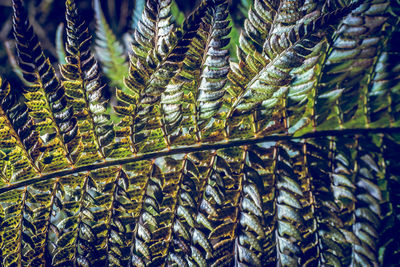 Full frame shot of plants