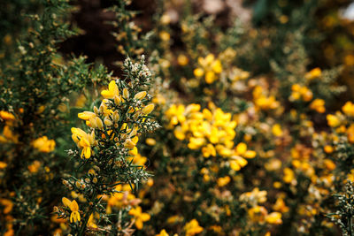 Close-up of yellow flowering plant