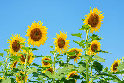 Low angle view of sunflower against sky