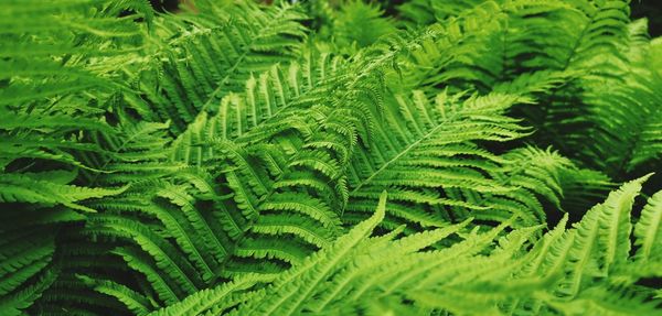 Close-up of fern leaves