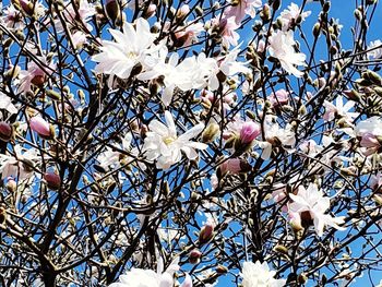 Low angle view of white flowering tree against sky