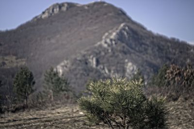 View of cactus growing on mountain