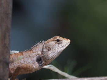 Close-up of a lizard