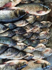 Close-up of fish for sale at market