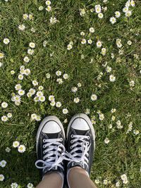 Low section of person standing on grass covered with daisies. 