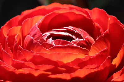 Close-up of red buttercup