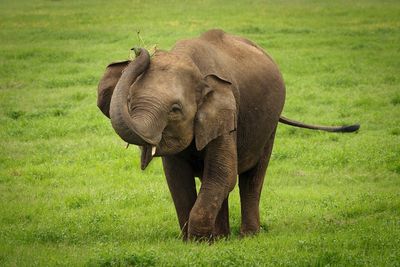 Elephant walking on grass