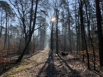 Sunlight streaming through trees in forest