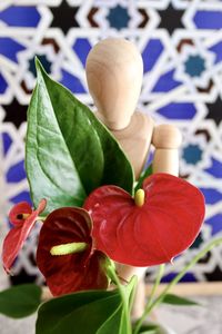 Close-up of red flowering plant leaves