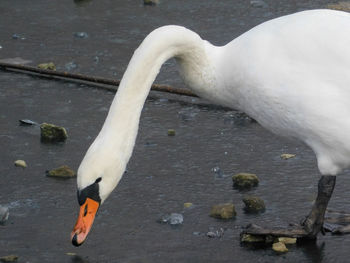 Swan swimming in lake