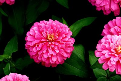 Close-up of pink flowering plant