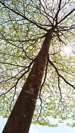 Low angle view of tree against sky