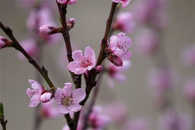 Close-up of pink flowers