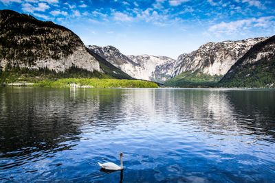 View of birds in lake