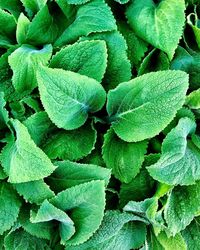 Full frame shot of green leaves