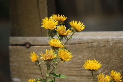 Close-up of yellow flowering plant