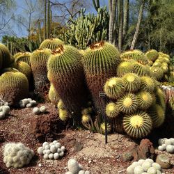 Cactus growing on rock