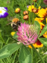 Close-up of bee pollinating on flower