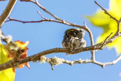 Close-up of bird perching on tree against clear sky
