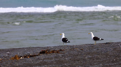 Seagull perching on beach against sky