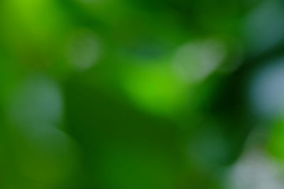 Defocused image of green leaf