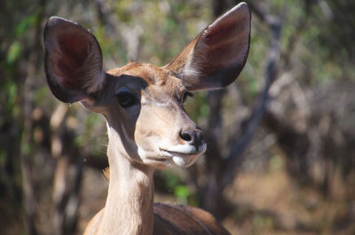 Close-up of deer