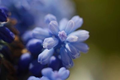 Close-up of purple flowers