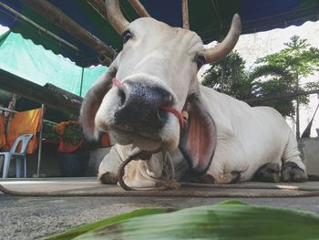 Close-up portrait of horse