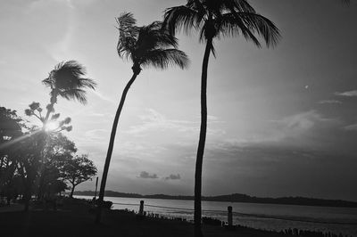 Low angle view of silhouette palm trees on beach against sky