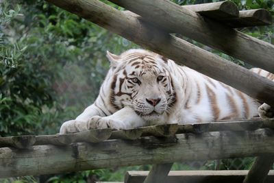 Tiger relaxing on wooden footbridge at zoo