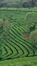 Scenic view of agricultural field