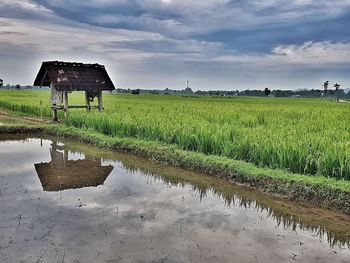 Scenic view of agricultural field against sky