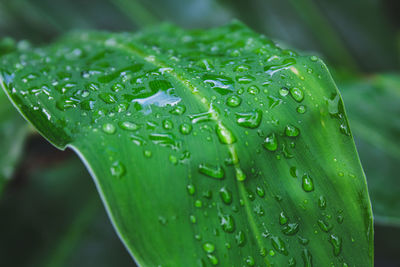 Close-up of raindrops on leaves