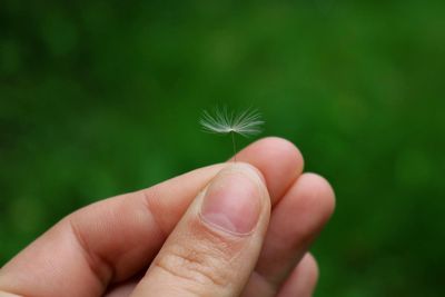 Close-up of hand holding flower