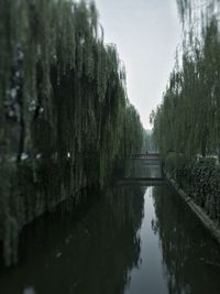 Reflection of trees in water