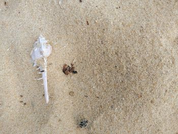 High angle view of crab on sand