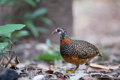 Close-up of a bird on land