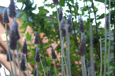 Close-up of flowering plants