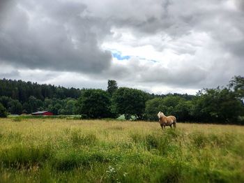 Sheep grazing on grassy field against cloudy sky