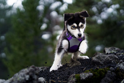 Kuma the siberian husky mix puppy balances on a volcanic rock on mount etna, sicily