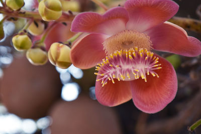 Close-up of pink flowering plant