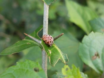 Close-up of insect on plant