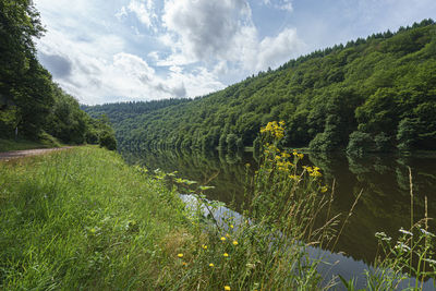 Scenic view of river amidst trees against sky