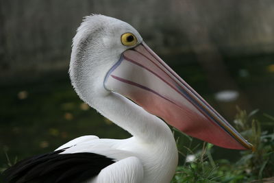 Close-up of bird