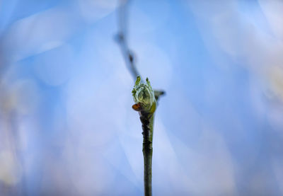 Close-up of flower on plant