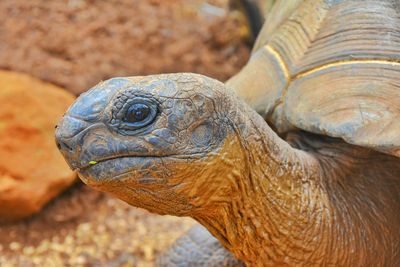 Close-up of a turtle